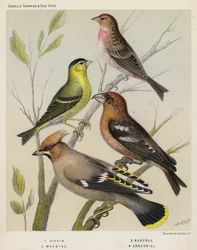 Lucherino, Beccofrusone, Organetto, Crociere